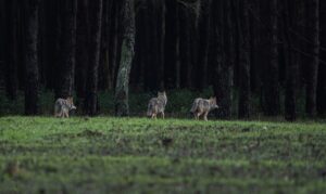 Wolven druipen het af - foto: Ramon van Bentum