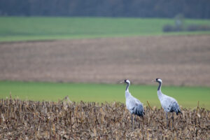 Kraanvogels op de akker - foto: Wim Dirckx