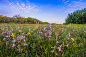 Duinvallei met moeraswespenorchis - foto: Nico van Kappel