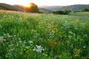 Heerlijk landschap - foto: Wim Dirckx