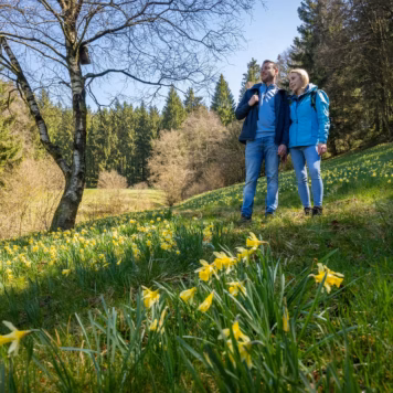 Narcissenweelde - foto: Dominik Ketz