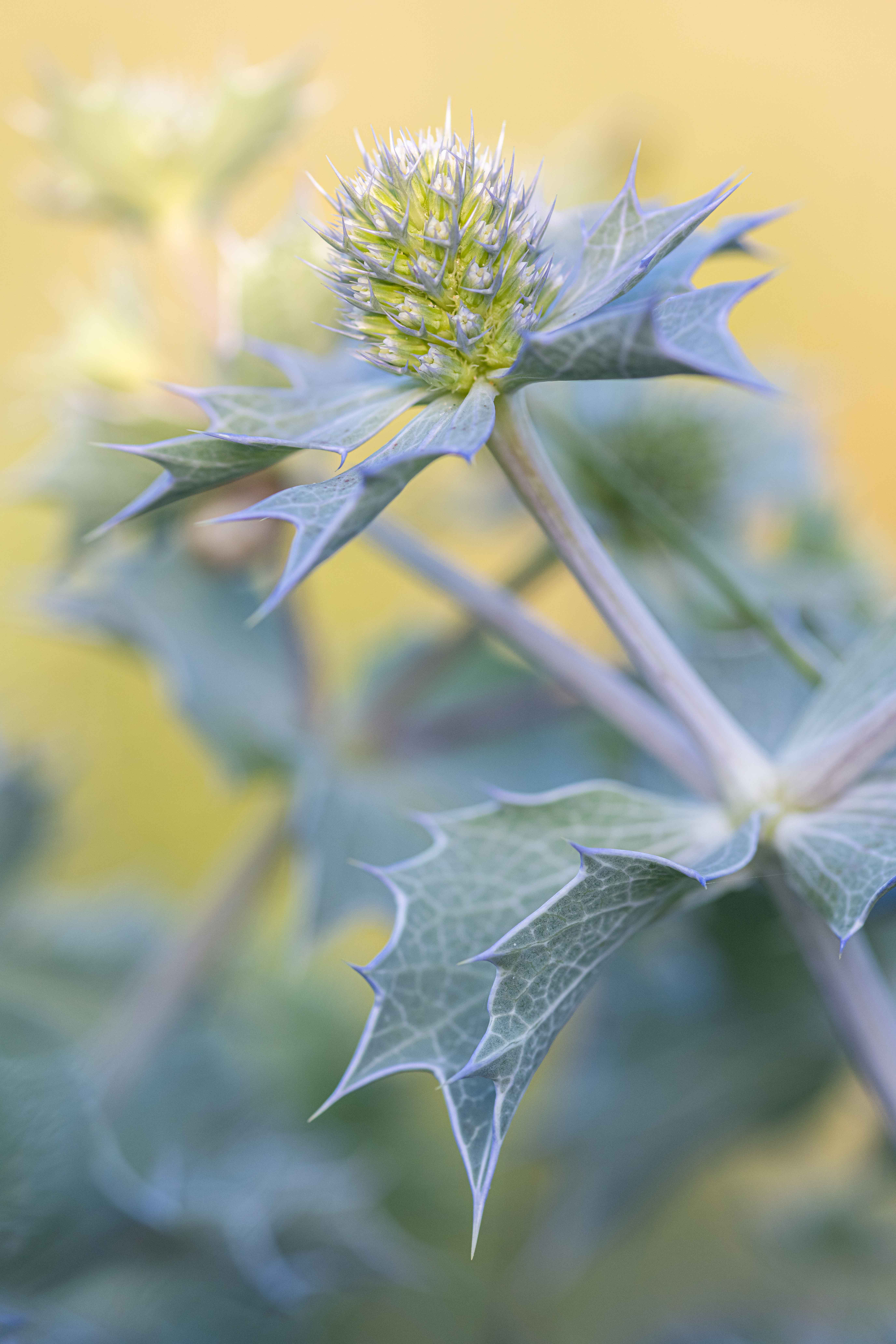 Blauwe zeedistel – foto: Sandy Spaenhoven