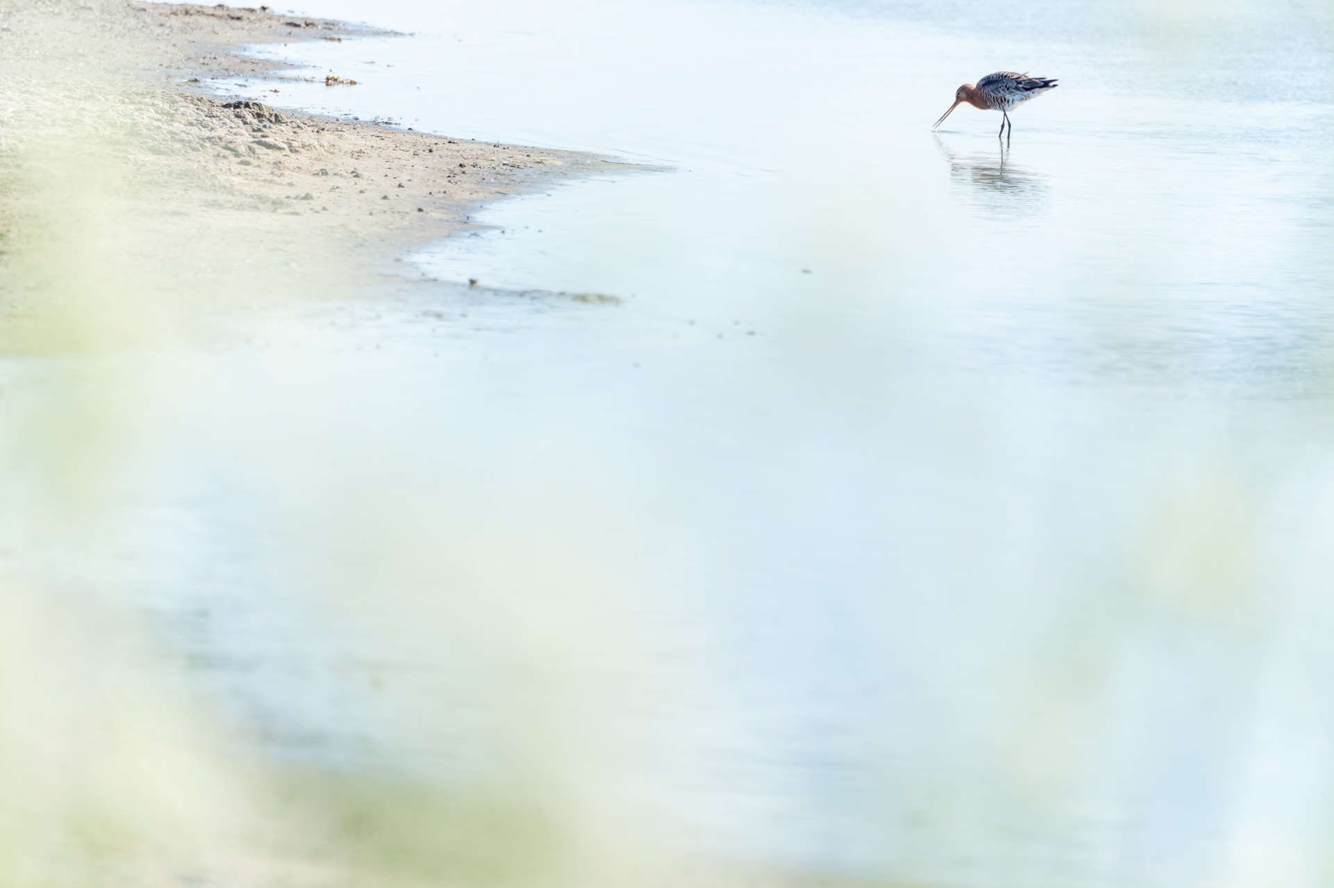 Grutto – foto: Hans Debruyne