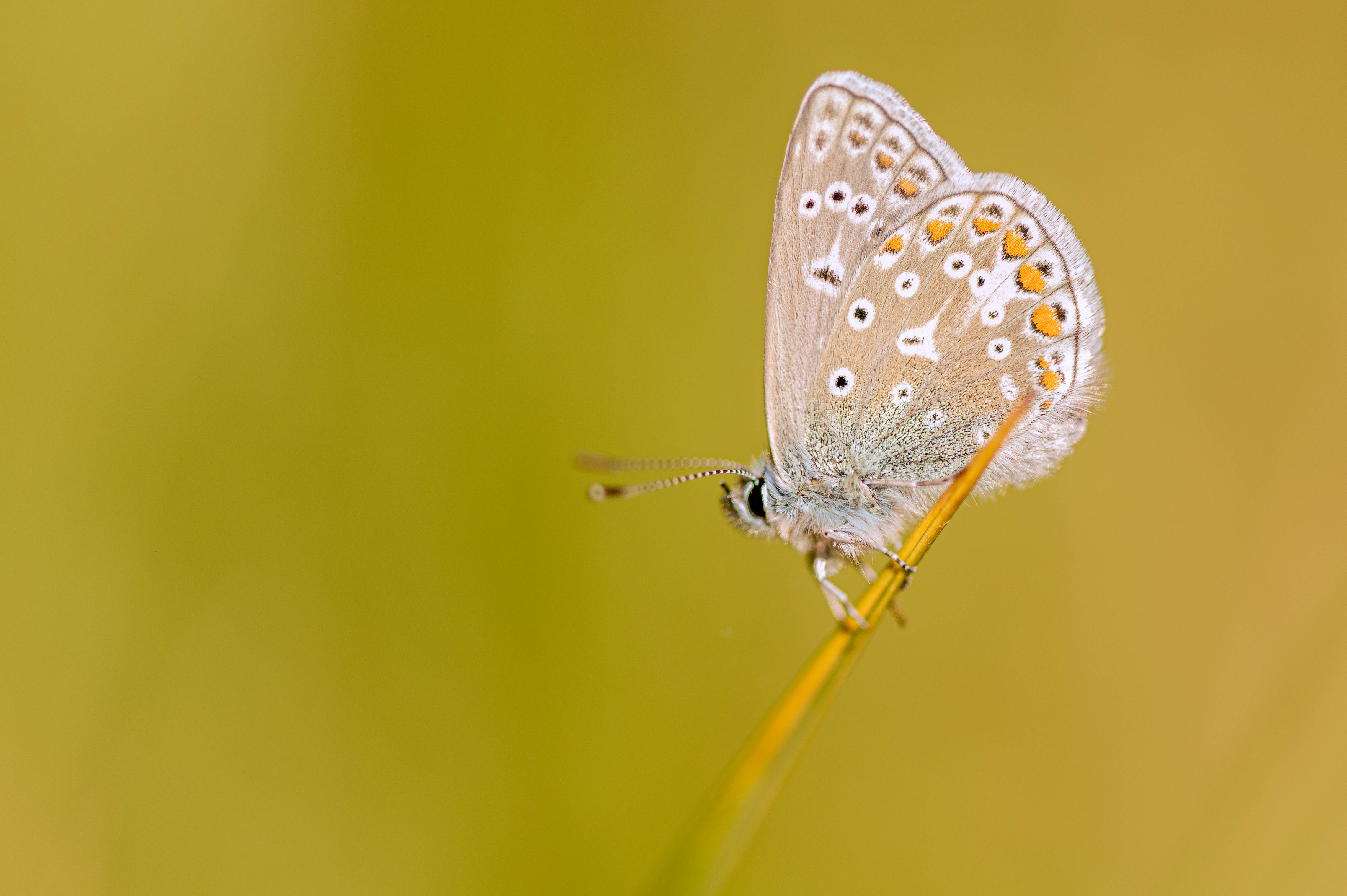 Icarusblauwtje – foto: Sandy Spaenhoven