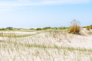 Jonge duinen – foto: Hans Debruyne