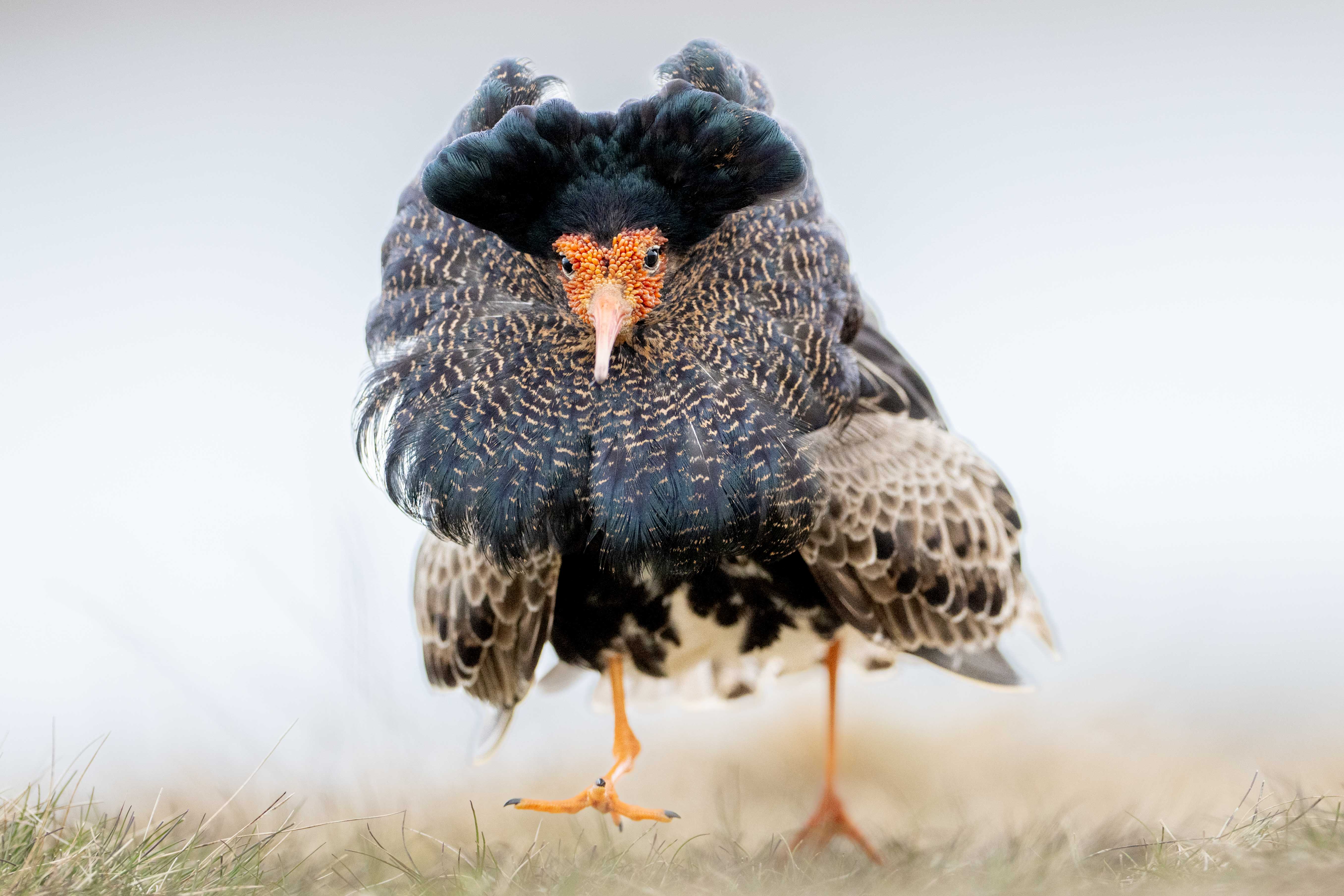 Kemphaan – foto: Wim Dirckx