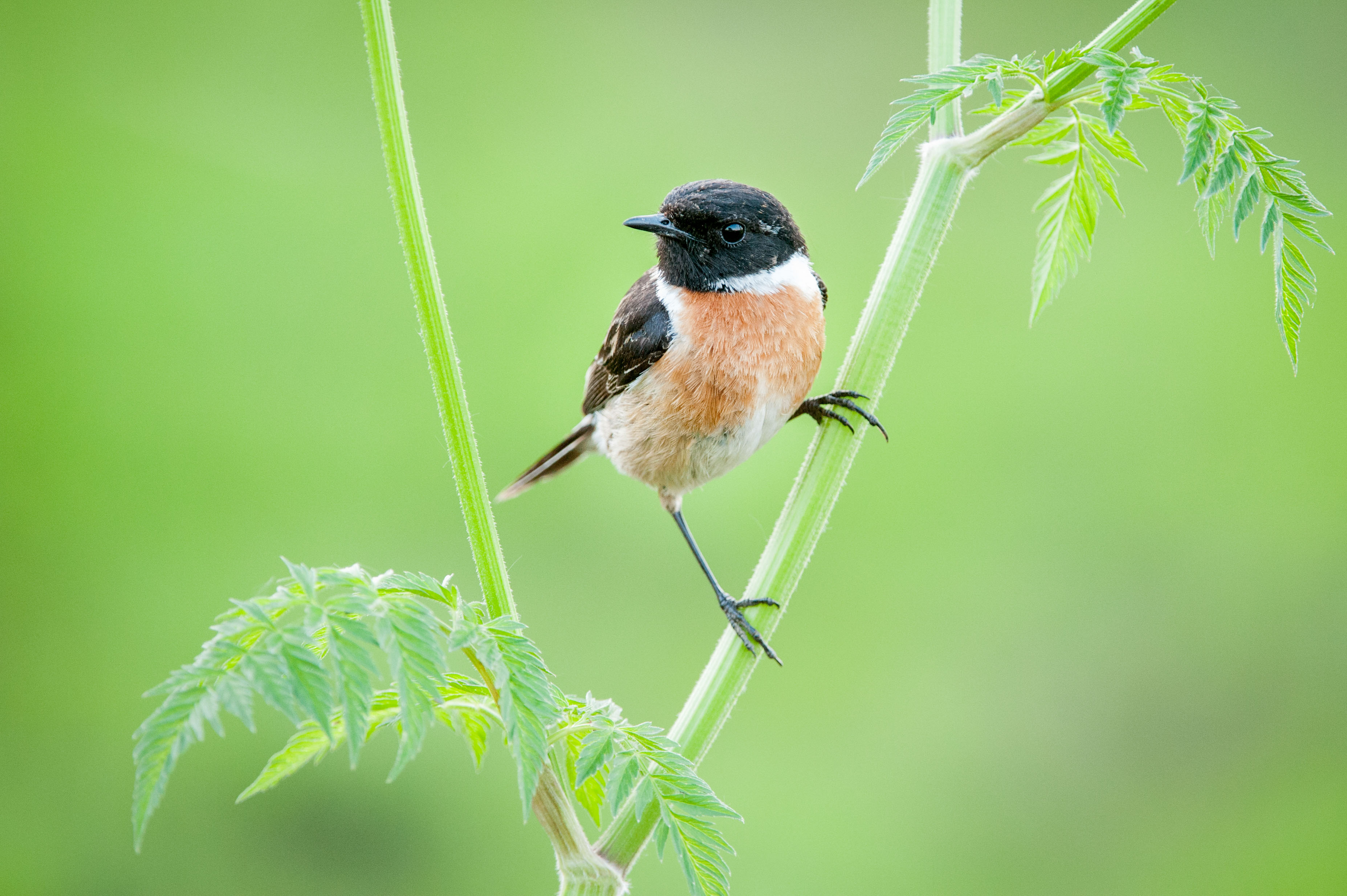 Mannetje roodborsttapuit – foto: Wim Dirckx