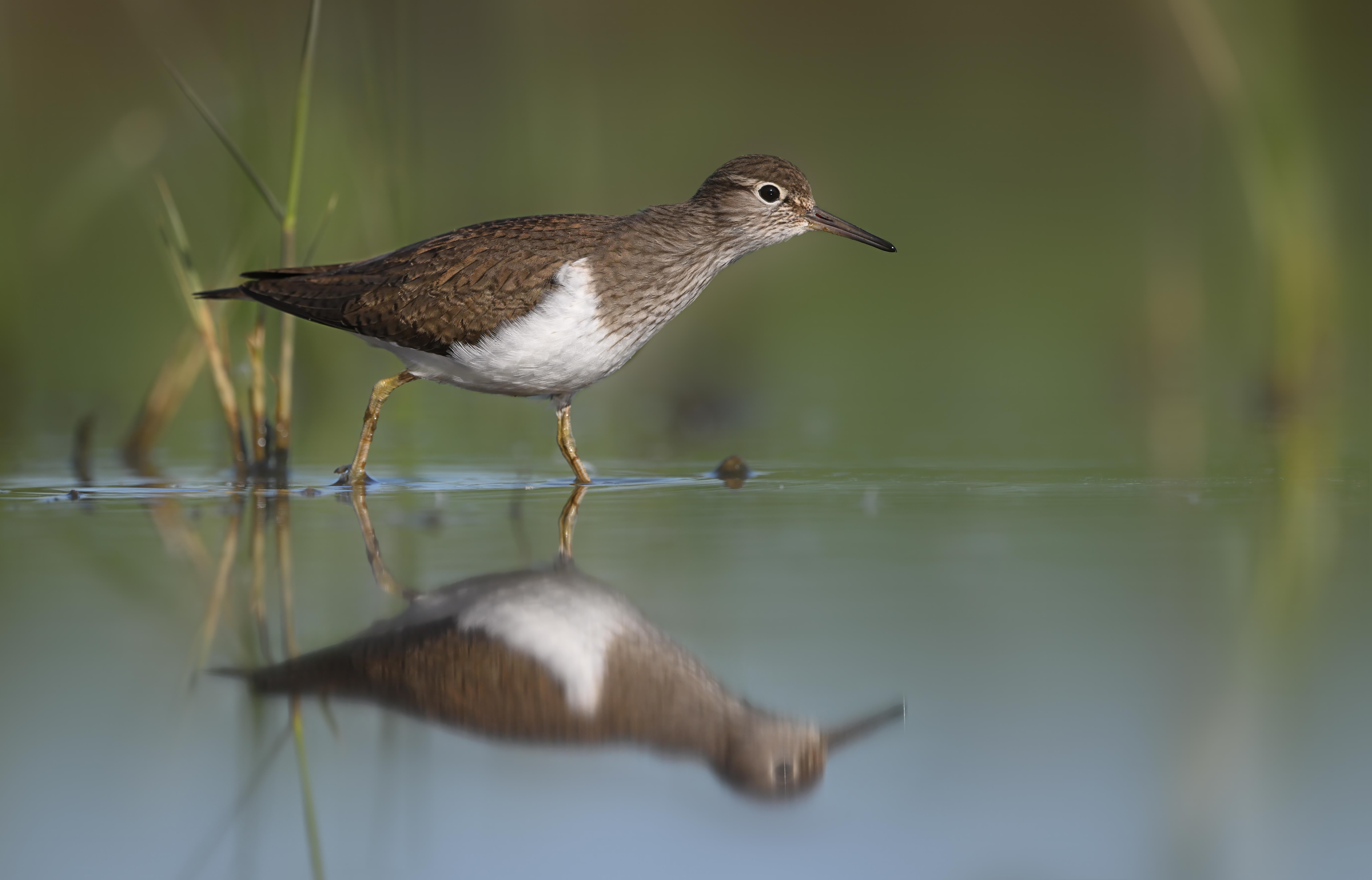Oeverloper – foto: Hugo Willockx
