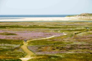 Schor met bloeiend lamsoor – foto: Frans Blok