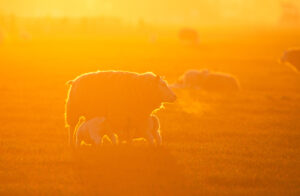 Texel schaap – foto: Shutterstock