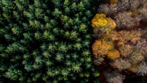 Herfst vanuit de lucht - foto: Dennis Closon