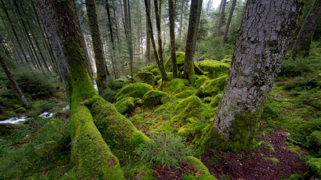 Mossig bos - foto: Sam Mannaerts