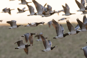 Brandganzen - foto: Wim Dirckx