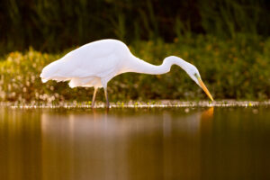 Grote zilverreiger - foto: Wim Dirckx