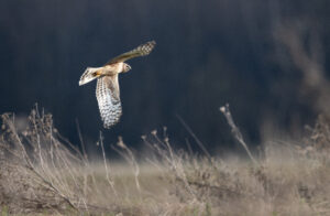 Blauwe kiekendief - foto: Wim Dirckx