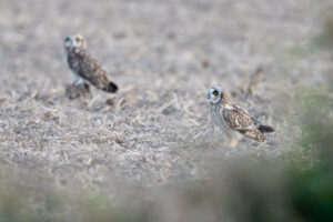 Velduilen - foto: Wim Dirckx