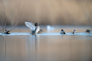 Wintertalingen - foto: Wim Dirckx