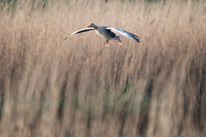 Grauwe gans - foto: Wim Dirckx