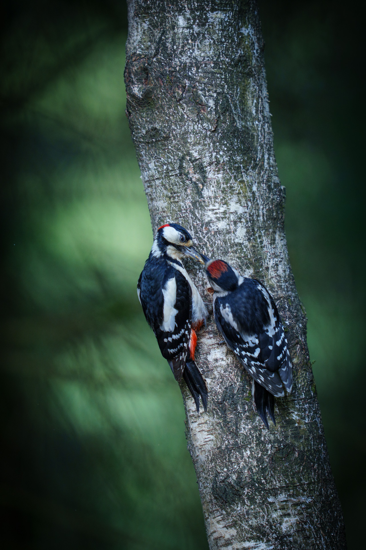 Koppel grote bonte specht – foto: An Meert