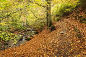 Wandelpad - foto: Hans Debruyne