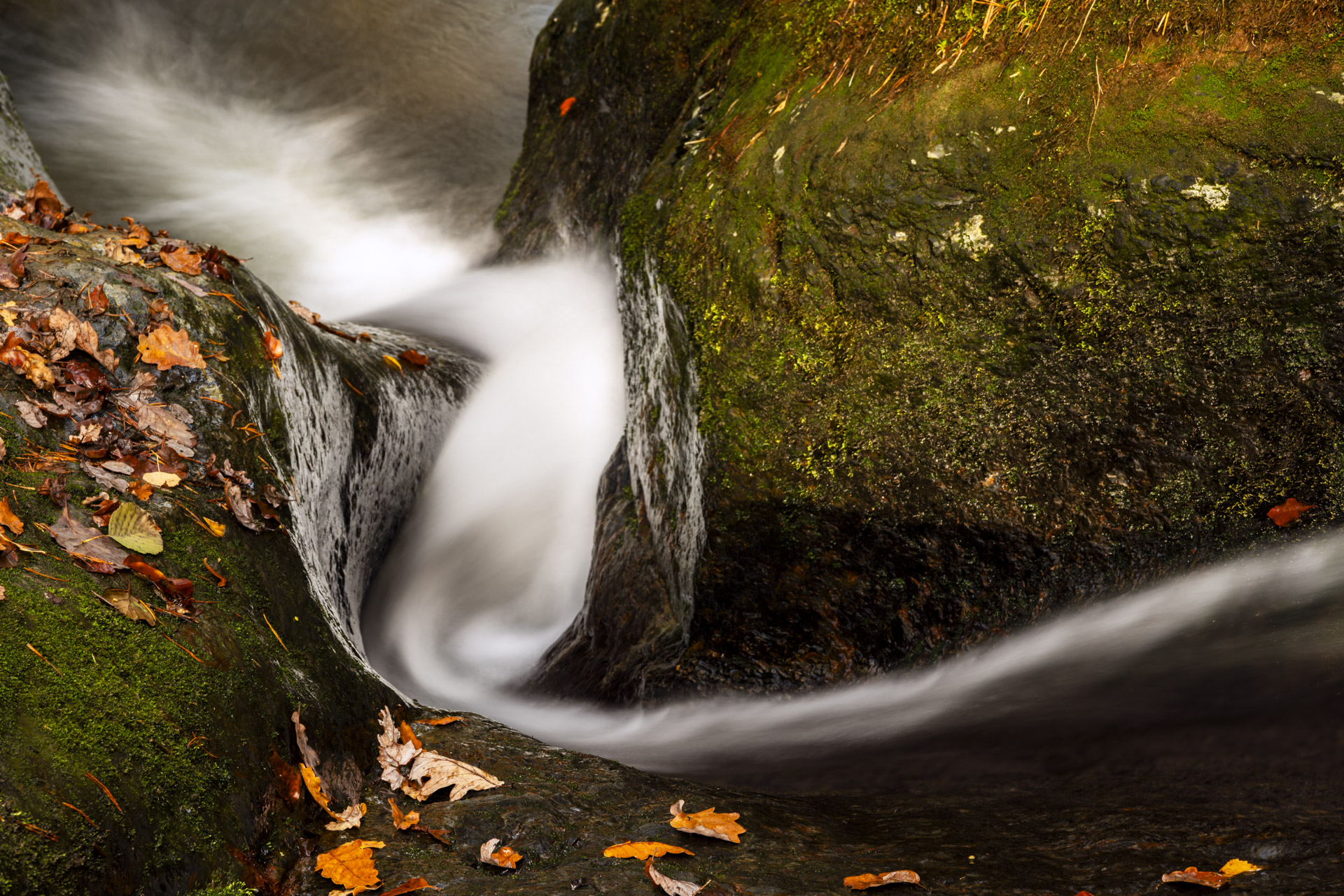 Herfstdetail - foto: Hans Debruyne