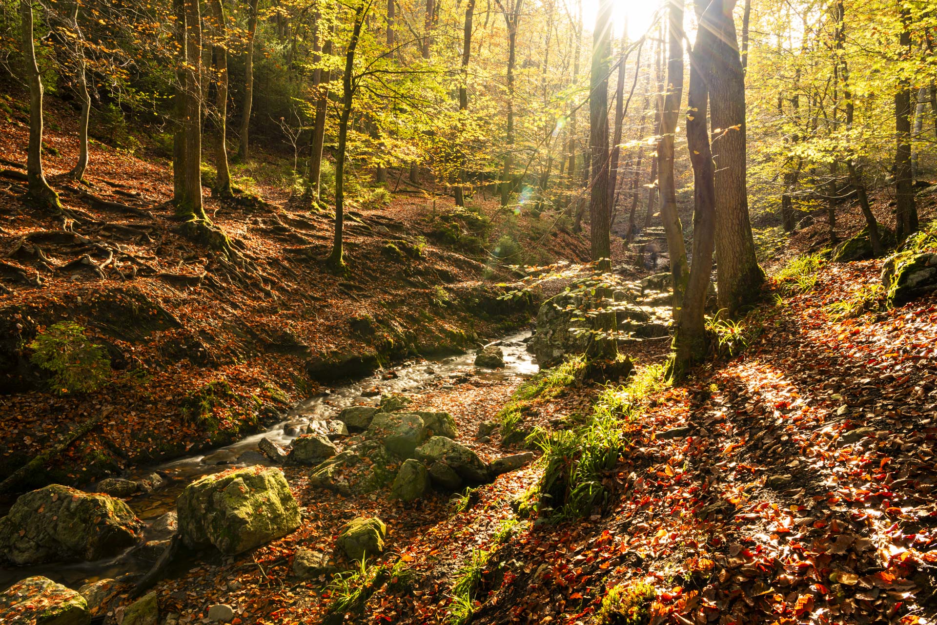 Herfstbos - foto: Hans Debruyne