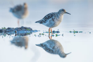 Kemphanen - foto: Wim Dirckx