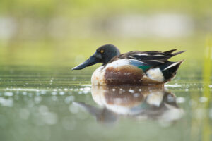 Slobeend - foto: Wim Dirckx