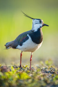 Kievit - foto: Wim Dirckx