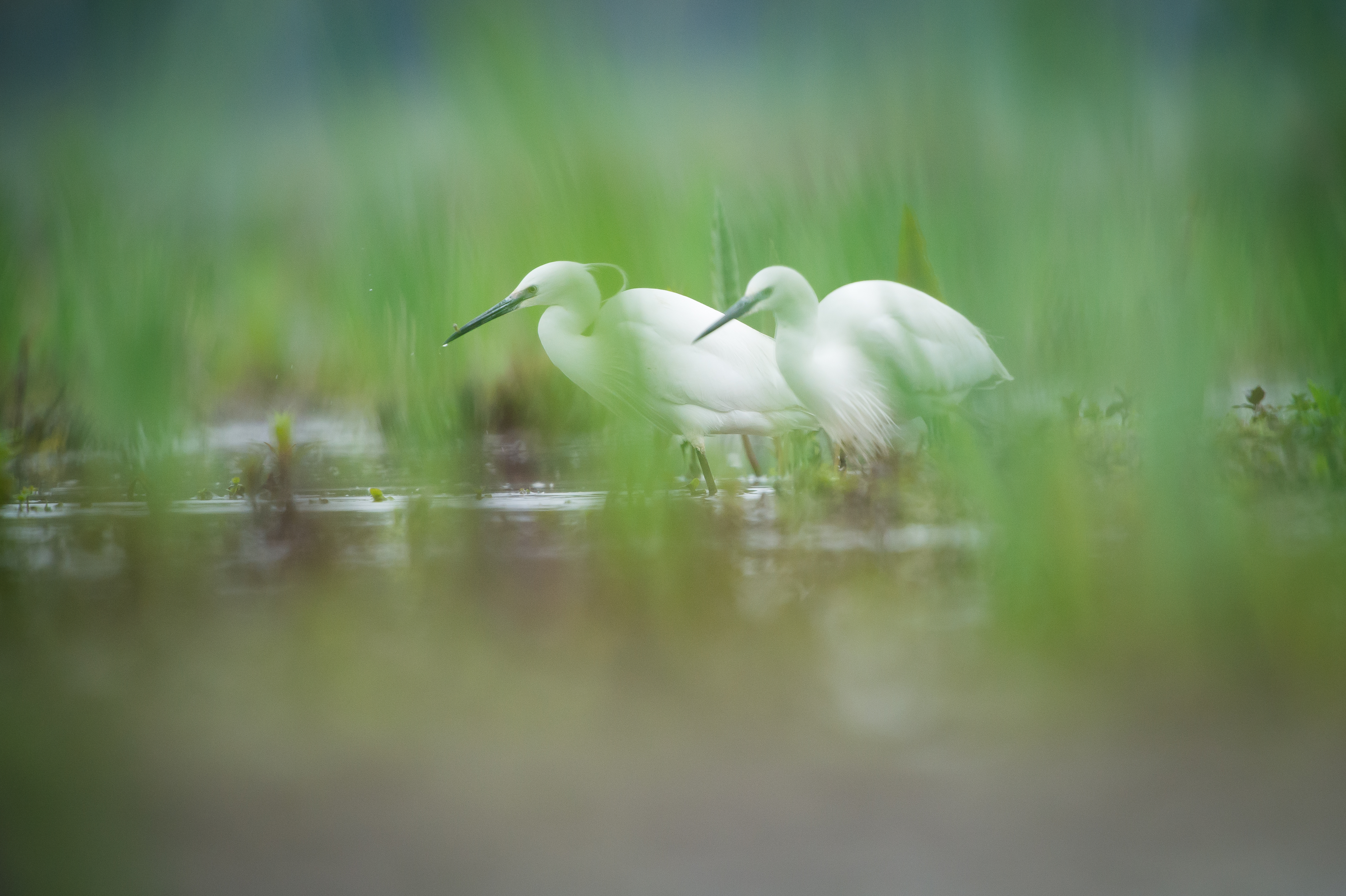 Kleine zilverreigers - foto: Wim Dirckx
