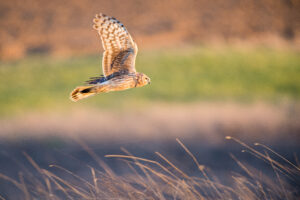 Blauwe kiekendief - foto: Wim Dirckx