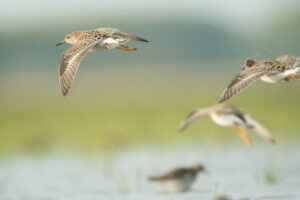 Kemphanen - foto: Wim Dirckx