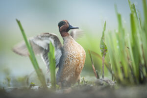Wintertaling - foto: Wim Dirckx