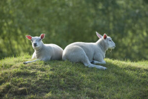 Damse lammetjes - foto: Wim Dirckx