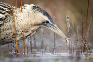 Roerdomp - foto: Wim Dirckx