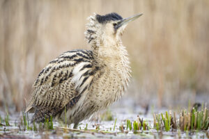 Roerdomp - foto: Wim Dirckx