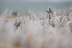 Roodborsttapuit - foto: Wim Dirckx