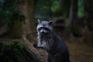 Wasbeer – foto: An Meert