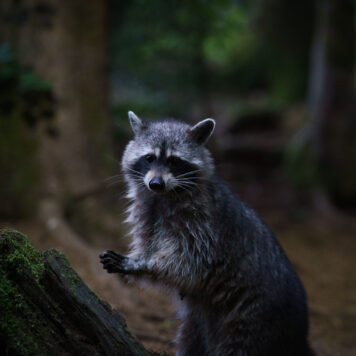 Wasbeer – foto: An Meert