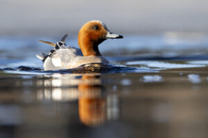 Smient - foto: Wim Dirckx